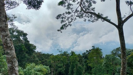 trees in the mountains