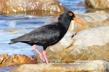 African Black Oystercatcher (Haematopus moquini) walking over rocks, Die Kom, Kommetjie, Cape Town, South Africa