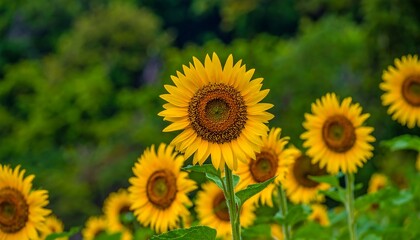 Fototapeta premium Vibrant yellow sunflowers in a field, sharply focused in the foreground against a blurred green background