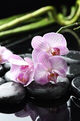 Beautiful orchid flowers with water drops, spa stones and bamboo stems on mirror surface, closeup