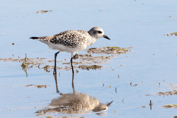Non-breeding Grey Plover or Black-bellied Plover (Pluvialis squatarola) in winter plumage on tidal mudflats Langebaan Lagoon, West Coast, South Africa
