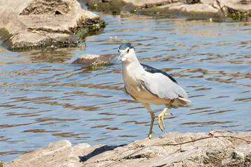 Habitat shot of Black-crowned Night Heron or Night-Heron (Nycticorax nycticorax) Sweni River Mpumalanga, South Africa