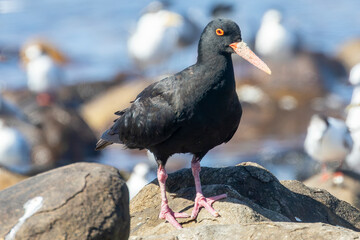African Black Oystercatcher (Haematopus moquini) on rock with seagulls behind, Die Kom, Kommetjie, Cape Town, South Afrca