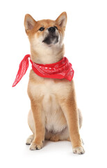 Cute Shiba Inu puppy with red bandana on white background