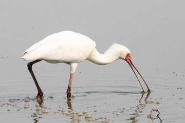 African Spoonbill (Platalea alba) wading and fishing in the Sweni River, Mpumalanga, South Africa