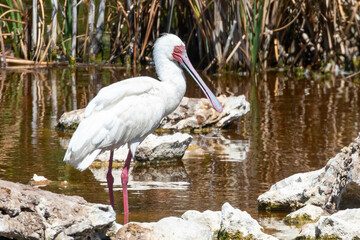 African Spoonbill (Platalea alba), at freshwater waterhole Langebaan, West Coast, South Africa