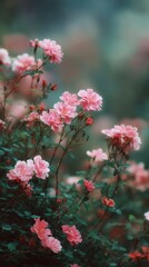 Obraz premium Pink Roses Bloom in Garden, Close-Up View, Soft Focus, Natural Light, Springtime, Outdoor, Floral Beauty, Delicate Petals, Serene Atmosphere