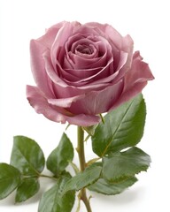 Fototapeta premium Single mauve rose in full bloom studio shot on white background centered close up view of flower and leaves
