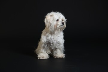 Cute white Maltese dog on black background