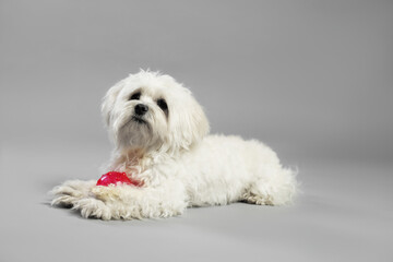 Cute white Maltese dog with toy on light grey background