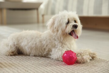 Cute white Maltese dog with toy at home
