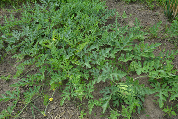 Watermelon fruit surrounded by stems and leaves in the garden.