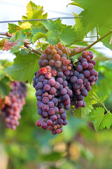 Red Grapes hanging on branches in garden	
