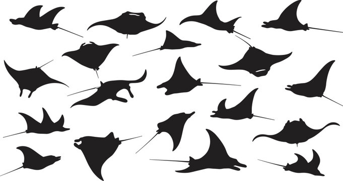 Black manta ray silhouette collection, stingray swimming poses vector illustration set for ocean marine life, underwater wildlife, aquarium, and nature design.