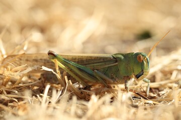 One locust on dry grass outdoors, closeup