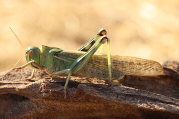 One locust on snag against blurred background, closeup