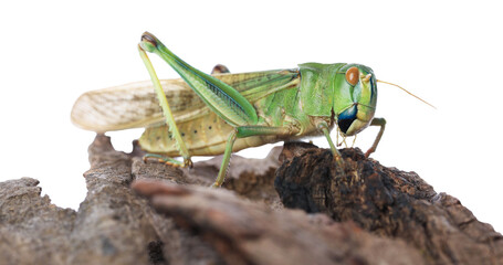 One locust on snag against white background. Wild insect