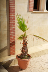 A small palm tree stands in a terracotta pot beside a light-colored stone wall. The plant enjoys the warm sunlight, casting soft shadows on the ground.