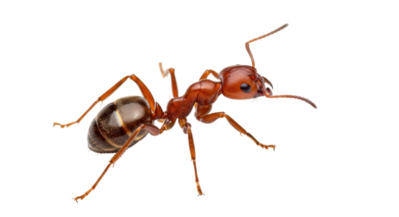 Isolated Red Ant