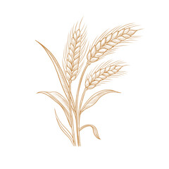 Fototapeta premium Vector rye triticale wheat branch with berries line art illustration, graphic line ginger. wheat with seeds. Farming Engraving retro style. Old school Ingredient. Great for any designs, textile, art, 