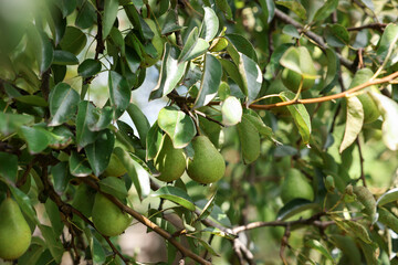Pear tree branch with fruits in garden