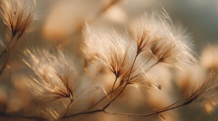 Delicate, fluffy seed heads in soft golden light