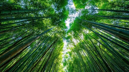 Lush bamboo forest, upward view