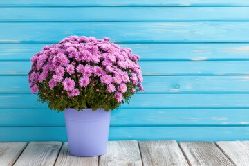 Potted purple chrysanthemums on wooden surface against blue wood wall in studio still life floral arrangement