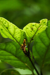 Close Up of Ants Crawling on Fresh Green Leaf in Nature