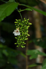 Cluster of Green Buds and White Flower With Ants