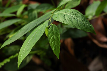 Fresh Green Leaves with Water Droplets in Tropical Forest