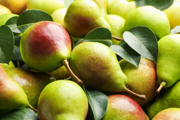Many whole ripe pears as background, closeup