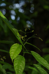 Fresh Green Tropical Plant With Natural Leaves
