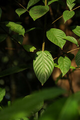 Close Up of Green Leaf with Natural Vein Pattern in Tropical Forest