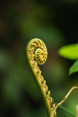Close Up of Green Fern Fiddlehead Spiral in Tropical Forest