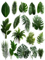 Tropical leaves arrangement flat lay on white background showcasing various plant species in studio shot