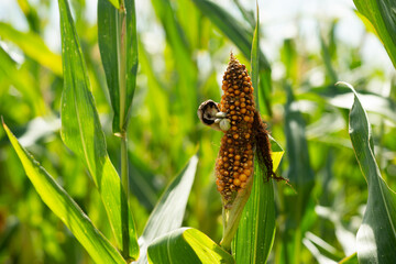 A dried corn cob shows Ustilago maydis (corn smut) fungus with white galls at the top, amid withered husks. In a field with green leaves, it hints at disease impact. Good for crop health visuals.