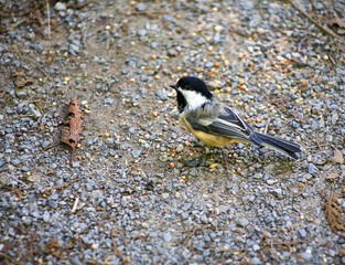Black-capped Chickadee Feeding on Gravel Path