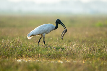 Black headed ibis with a snake hunt in the wetlands. Close up, selective focus.