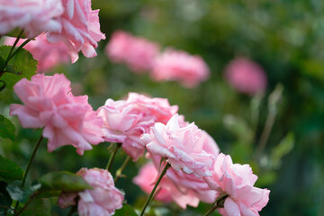 Pink roses in full bloom with soft background