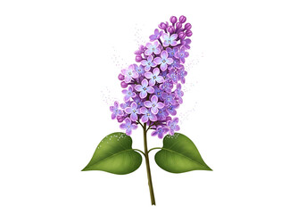 Fototapeta premium A detailed illustration of a vibrant lilac branch with blossoms and leaves against a black backdrop.