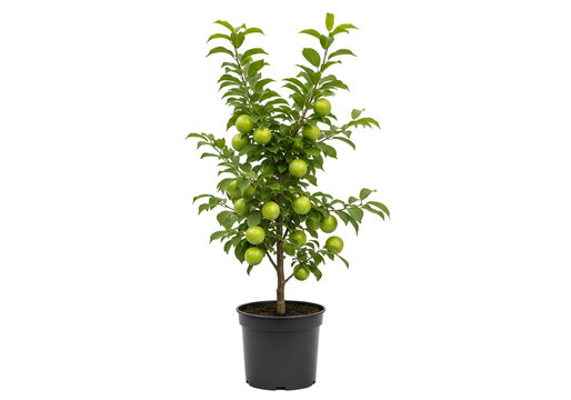 A young fruit tree, laden with vibrant green fruit, stands in a dark pot against a black background.