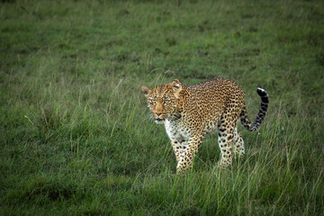 Leopard at dusk walks through its Ol Kinyei conservancy, Masai Mara Kenya.