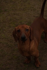 Perro salchicha marrón mirando a la camara