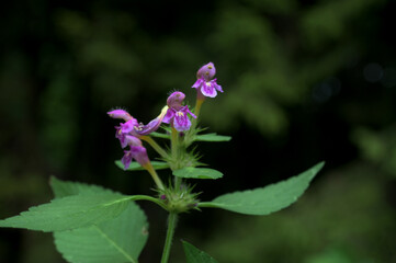 A flowering Lesser Hemp-nettle plant, Gaeleopsis bifida, growing in woodland.