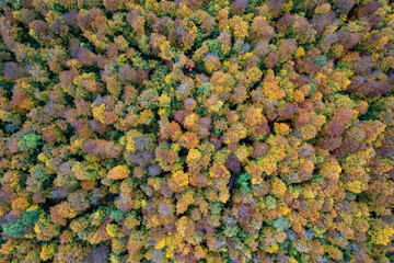 Top down view of autumn forest. Drone shot flying over spruce treetops in wild.