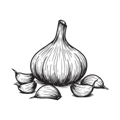 Handdrawn illustration of a garlic bulb with cloves, isolated on white background