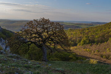 Old beautiful tree on Palava. Blue sky