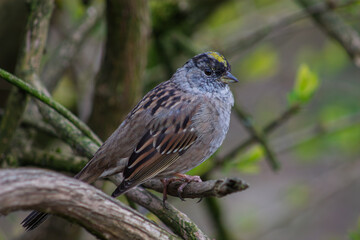 yellow crowned sparrow