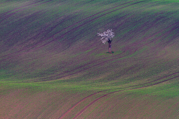 The amazing landscape of Moravian Tuscany. Fields and meadows